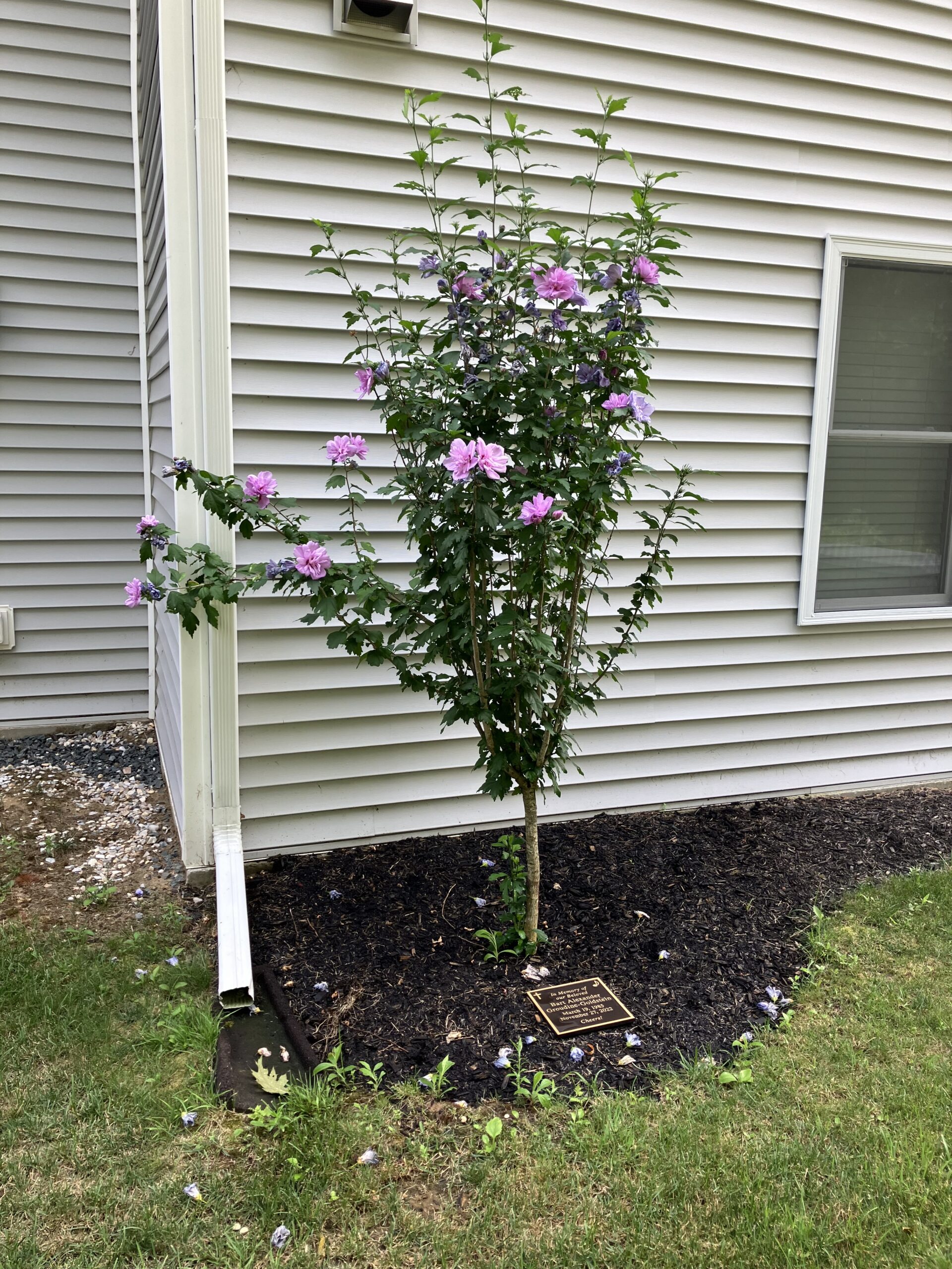 Bart’s Birthday is Coming and Spring is in the Air